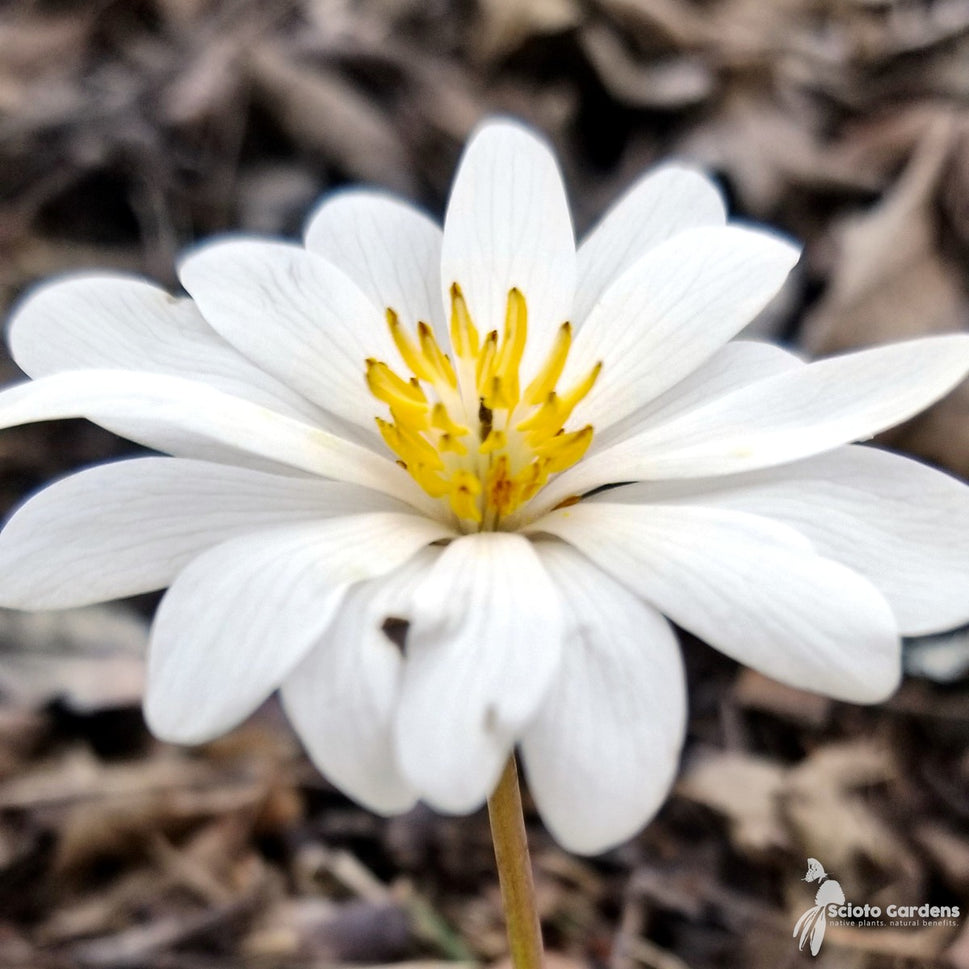 Sanguinaria canadensis (Bloodroot) - 1 gal