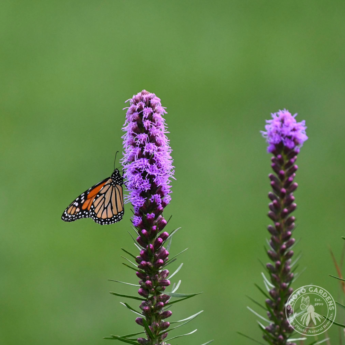Liatris spicata (Dense Blazing Star) - QT