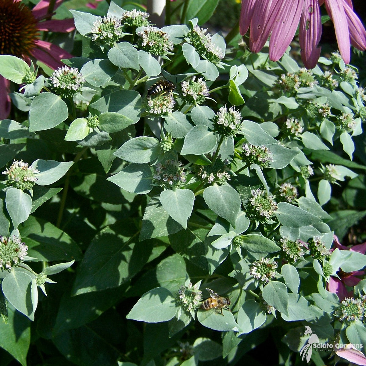 Pycnanthemum muticum (Short-toothed Mountain Mint) - 1 gal