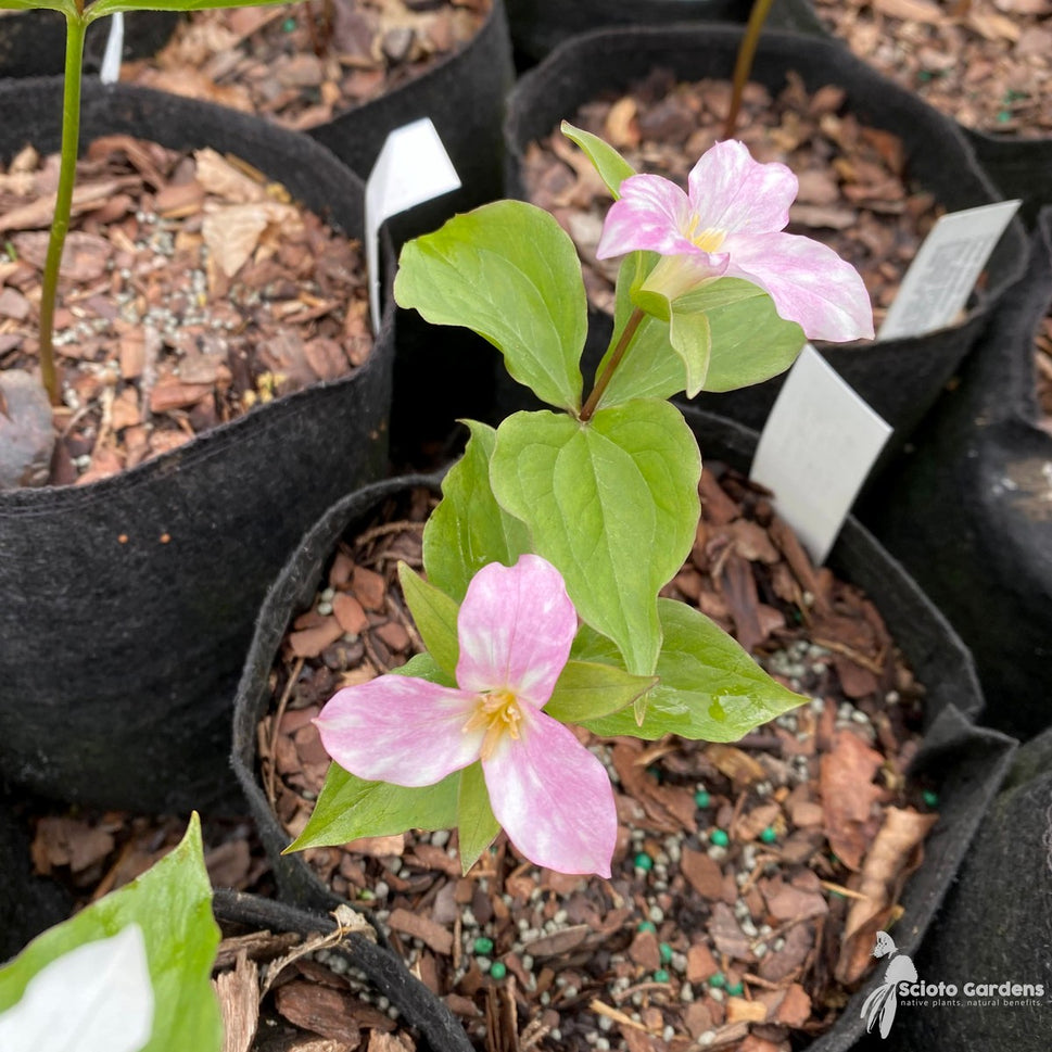 Trillium grandiflorum (Great White Trillium) - 3QT