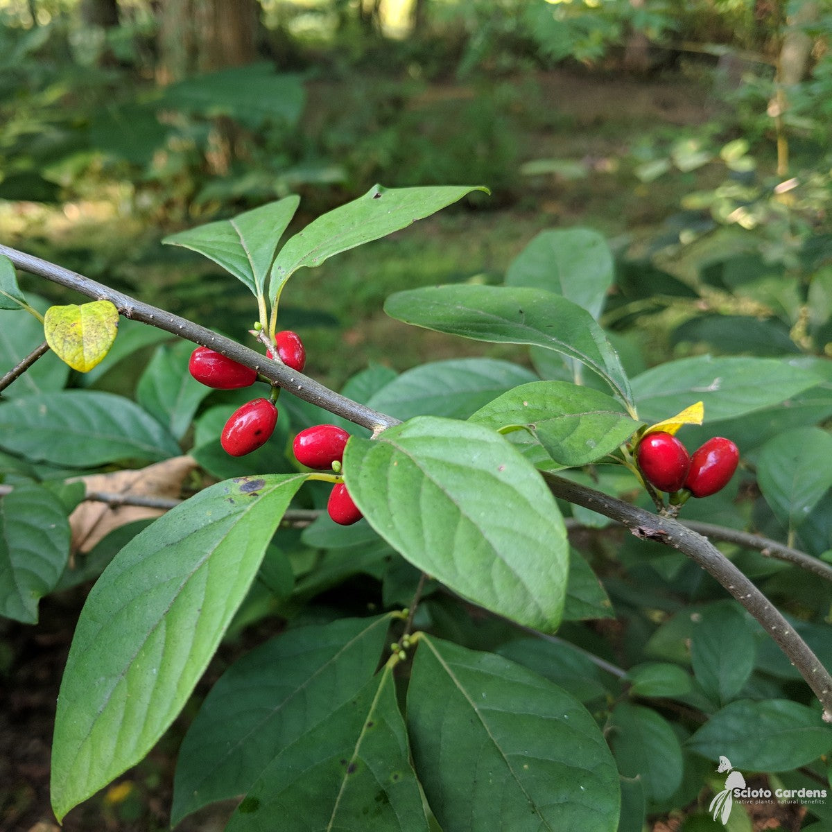 Lindera benzoin (Spicebush) - QT