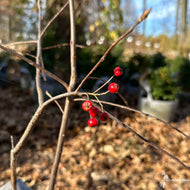 Aronia arbutifolia [Photinia pyrifolia] (Red Chokeberry) - 3 gal