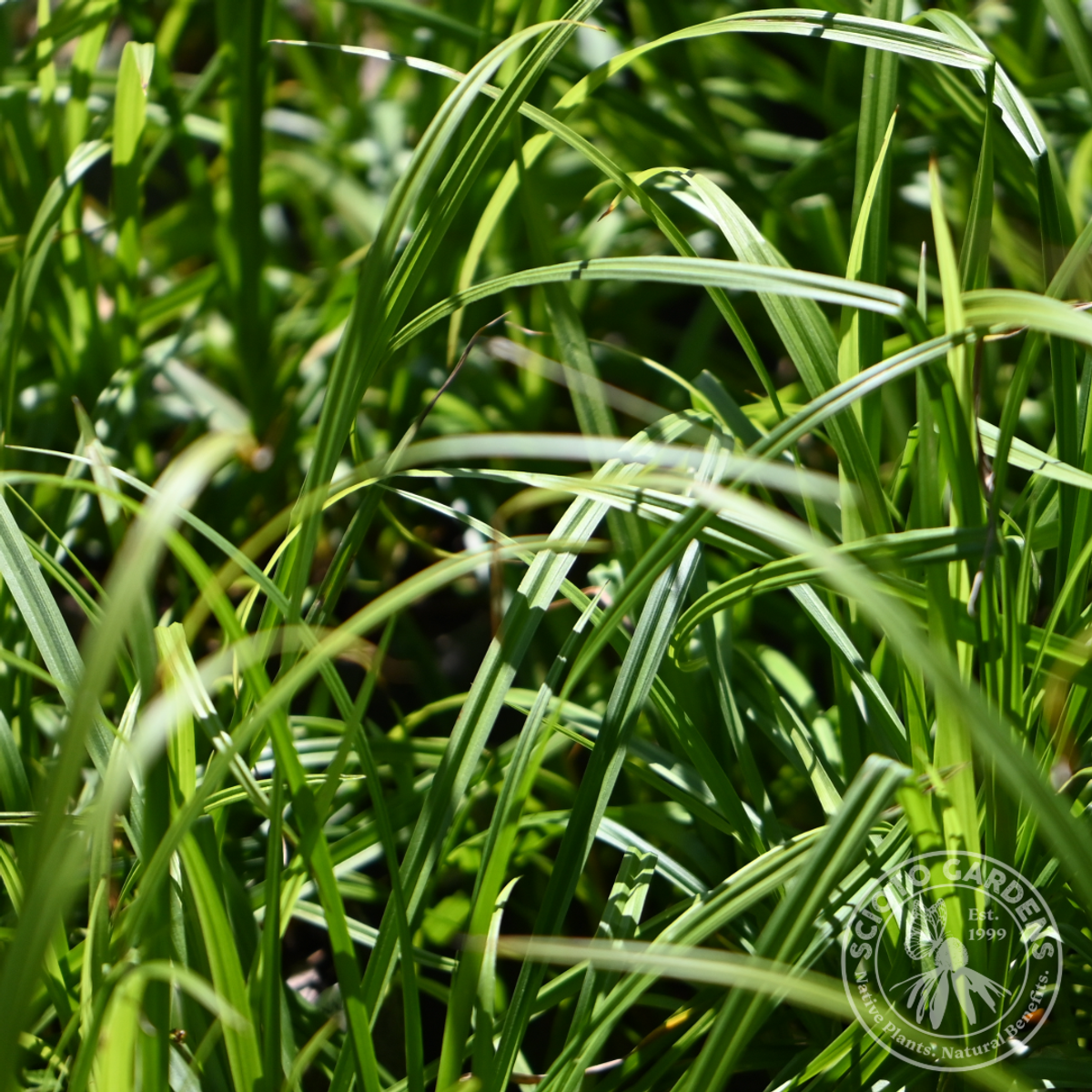 Carex grayi (Bur Sedge) - 1 gal