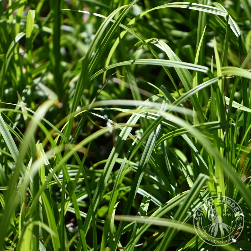 Carex grayi (Bur Sedge) - 1 gal