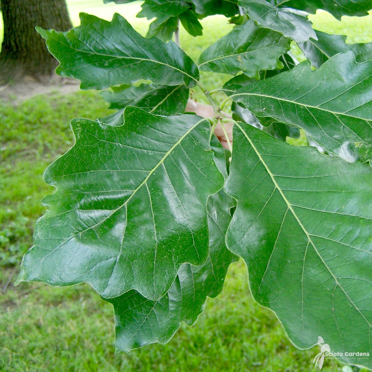 Quercus bicolor (Swamp White Oak) - QT