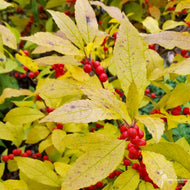 Ilex verticillata 'Red Sprite' (Red Sprite' Winterberry Holly) - 3 gal
