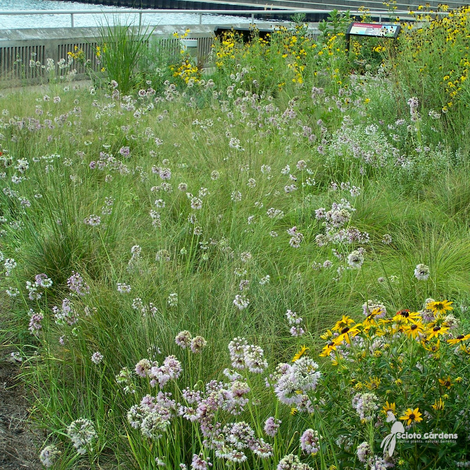 Allium cernuum (Nodding Onion) - 1 gal