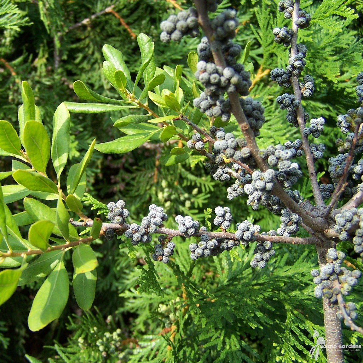 Myrica (Morella) pensylvanica (Northern Bayberry) - 3 gal