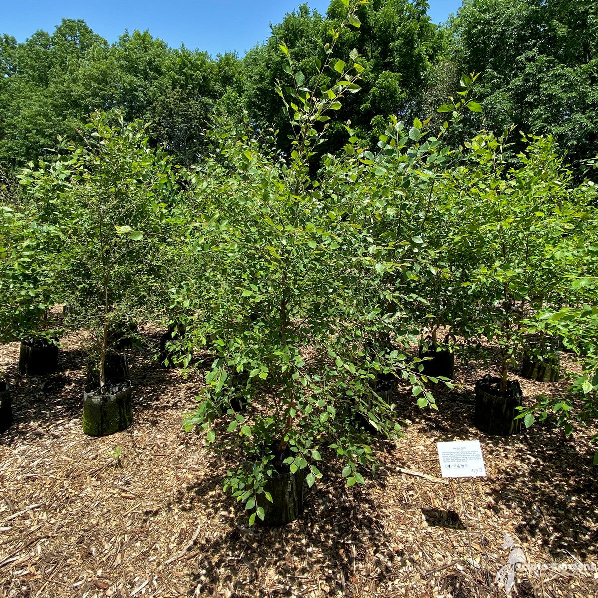 Betula nigra (River Birch) - 3 gal