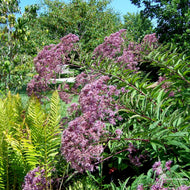 Eupatorium [Eutrochium] maculatum (Spotted Joe Pye Weed) - QT