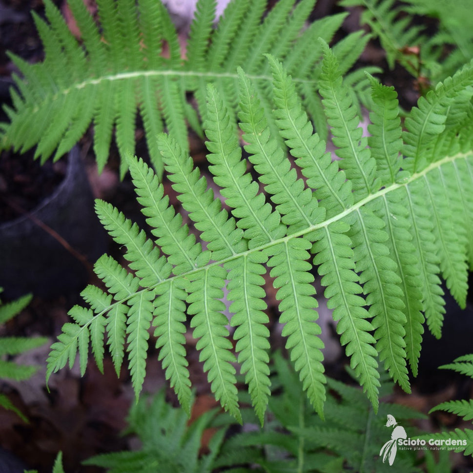 Matteuccia struthiopteris (Ostrich Fern) - 1 gal