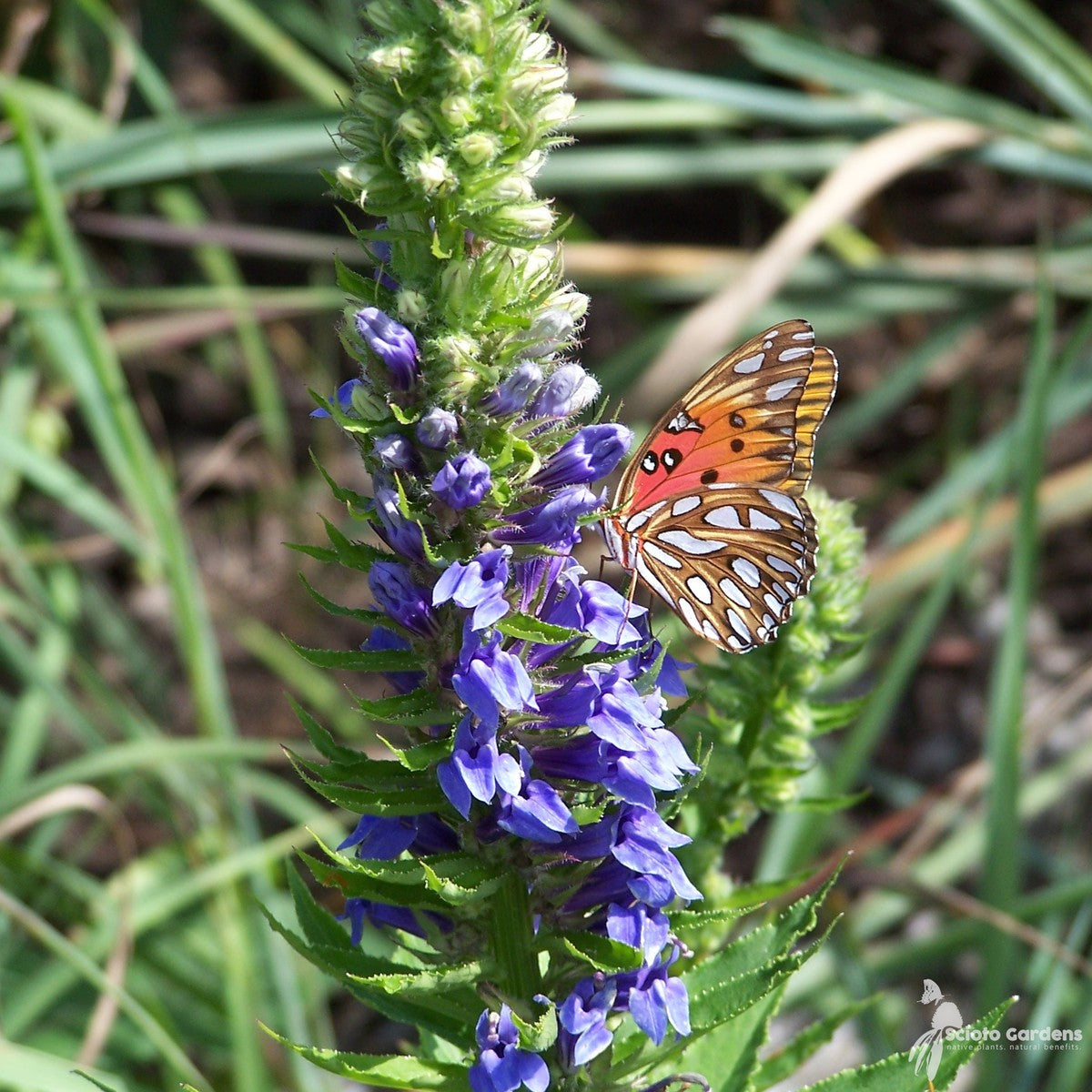 Lobelia siphilitica (Great Blue Lobelia) - 1 gal