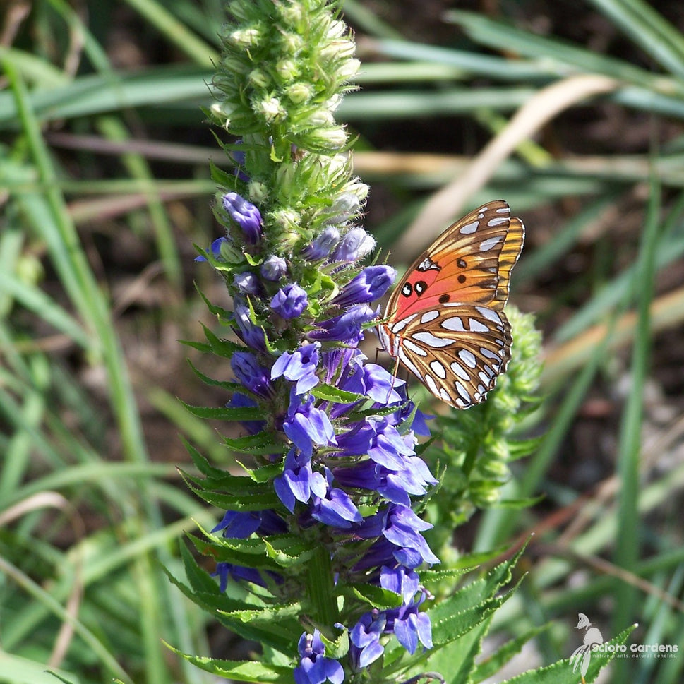 Lobelia siphilitica (Great Blue Lobelia) - 1 gal