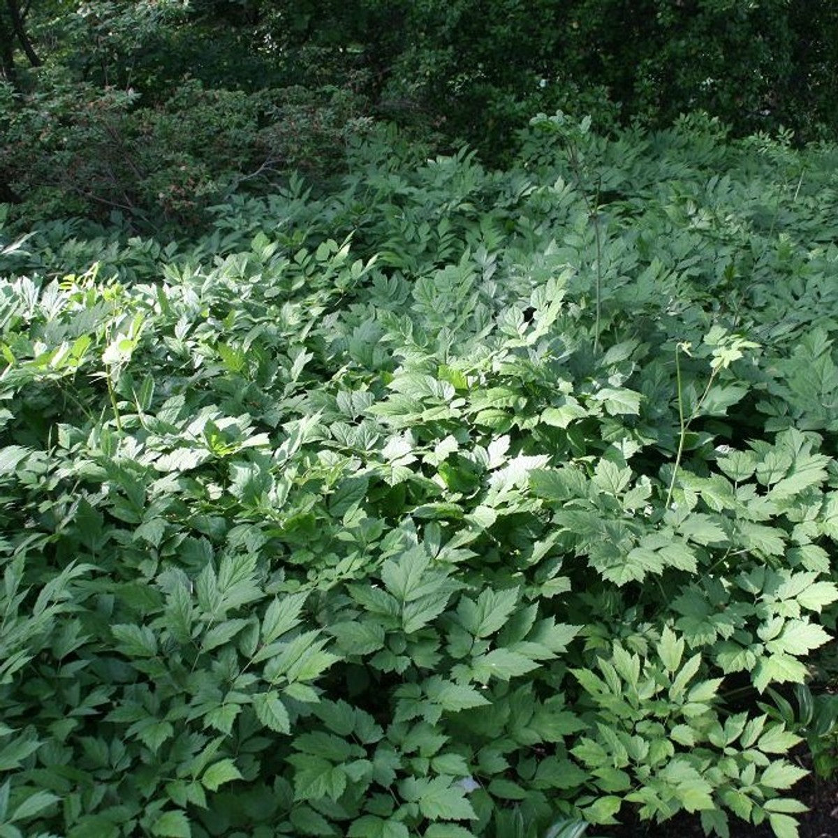 Actaea [Cimicifuga] racemosa (Black Cohosh, Snakeroot) - 2 gal