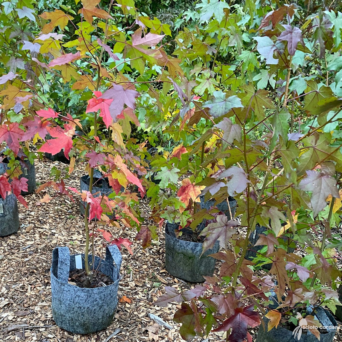 Liquidambar styraciflua (Sweetgum) - QT