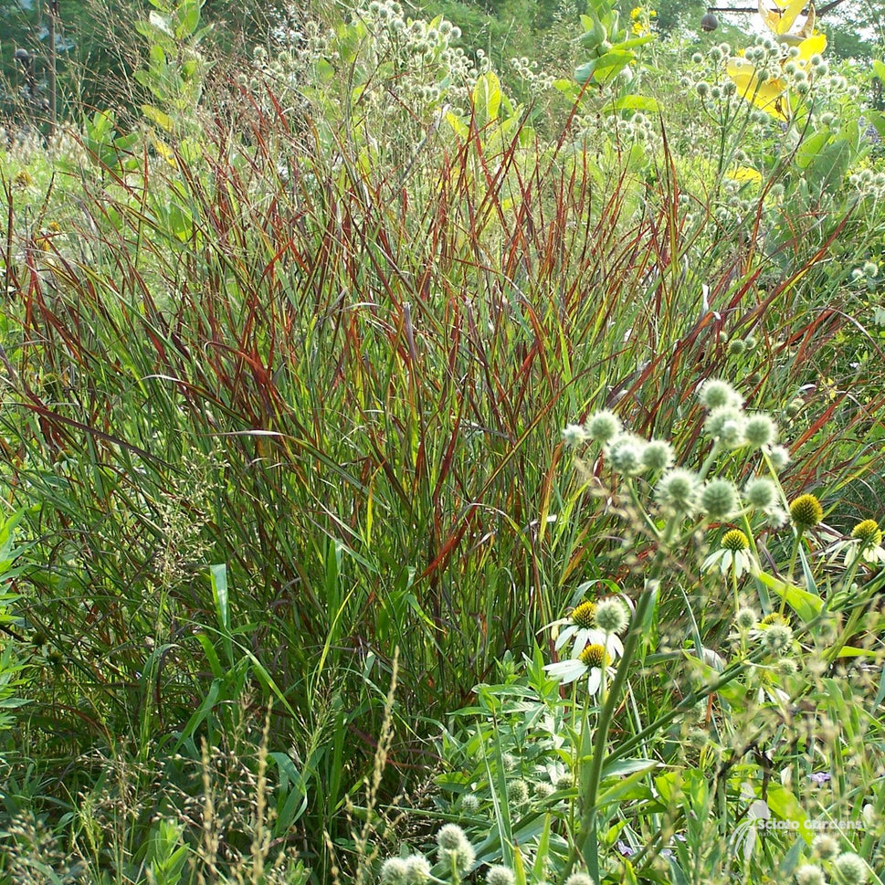 Panicum virgatum 'Shenandoah' (Shenandoah' Switchgrass) - 2 gal