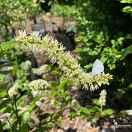 Itea virginica 'Morton' (Scarlet Beauty™ Virginia Sweetspire) - 3 gal