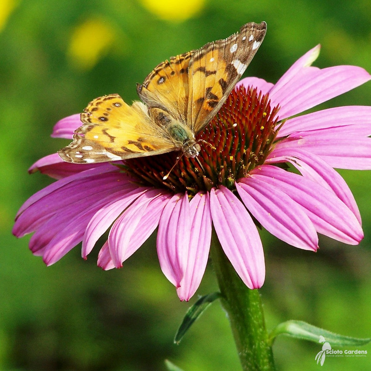Echinacea purpurea (Purple Coneflower) - 1 gal