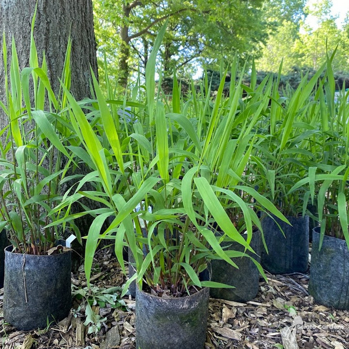 Chasmanthium latifolium (Northern Sea Oats) - 1 gal