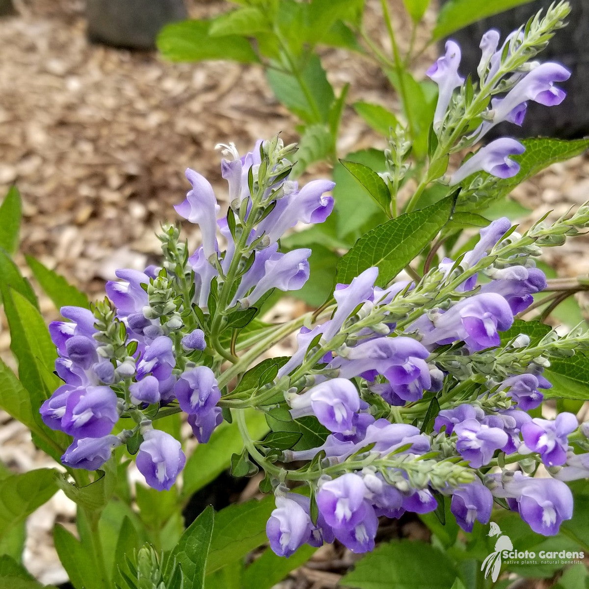 Scutellaria incana (Downy Skullcap) - 1 gal