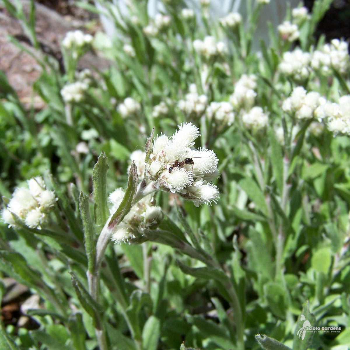 Antennaria plantaginifolia (Plantain-leaved Pussytoes/Mouse Ears) - 3QT