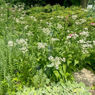 Eupatorium perfoliatum (Boneset) - 2 gal
