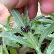 Anaphalis margaritacea (Pearly Everlasting) - 1 gal
