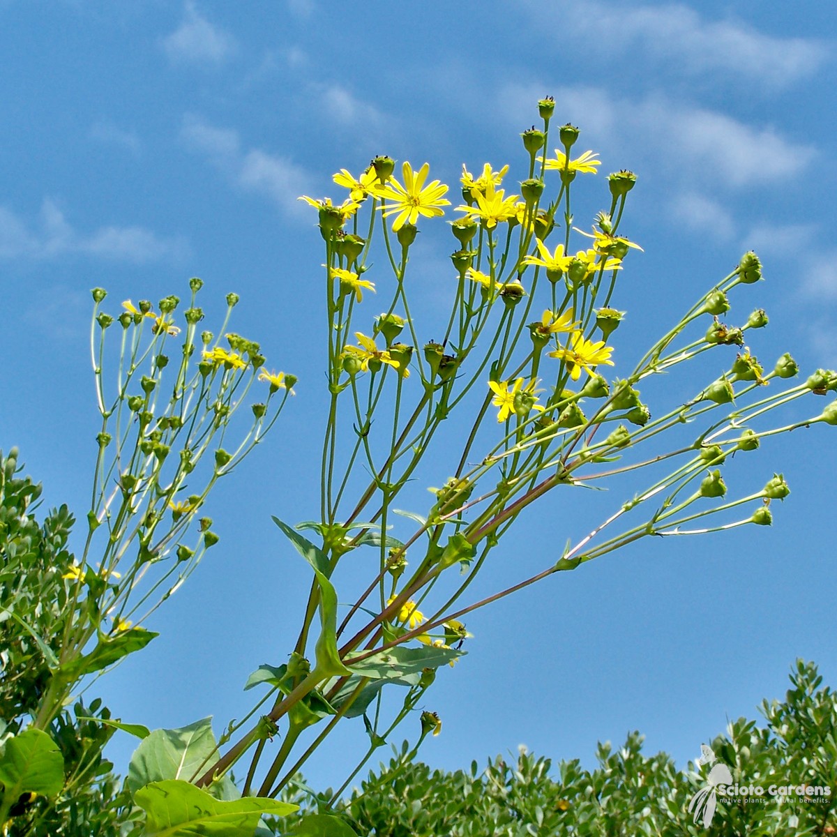 Silphium perfoliatum (Cup Plant) - 2 gal