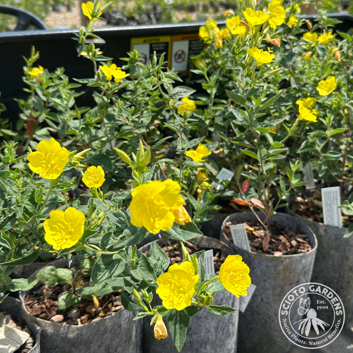 Oenothera fruticosa (Narrow-leaf Evening Primrose) - 1 gal