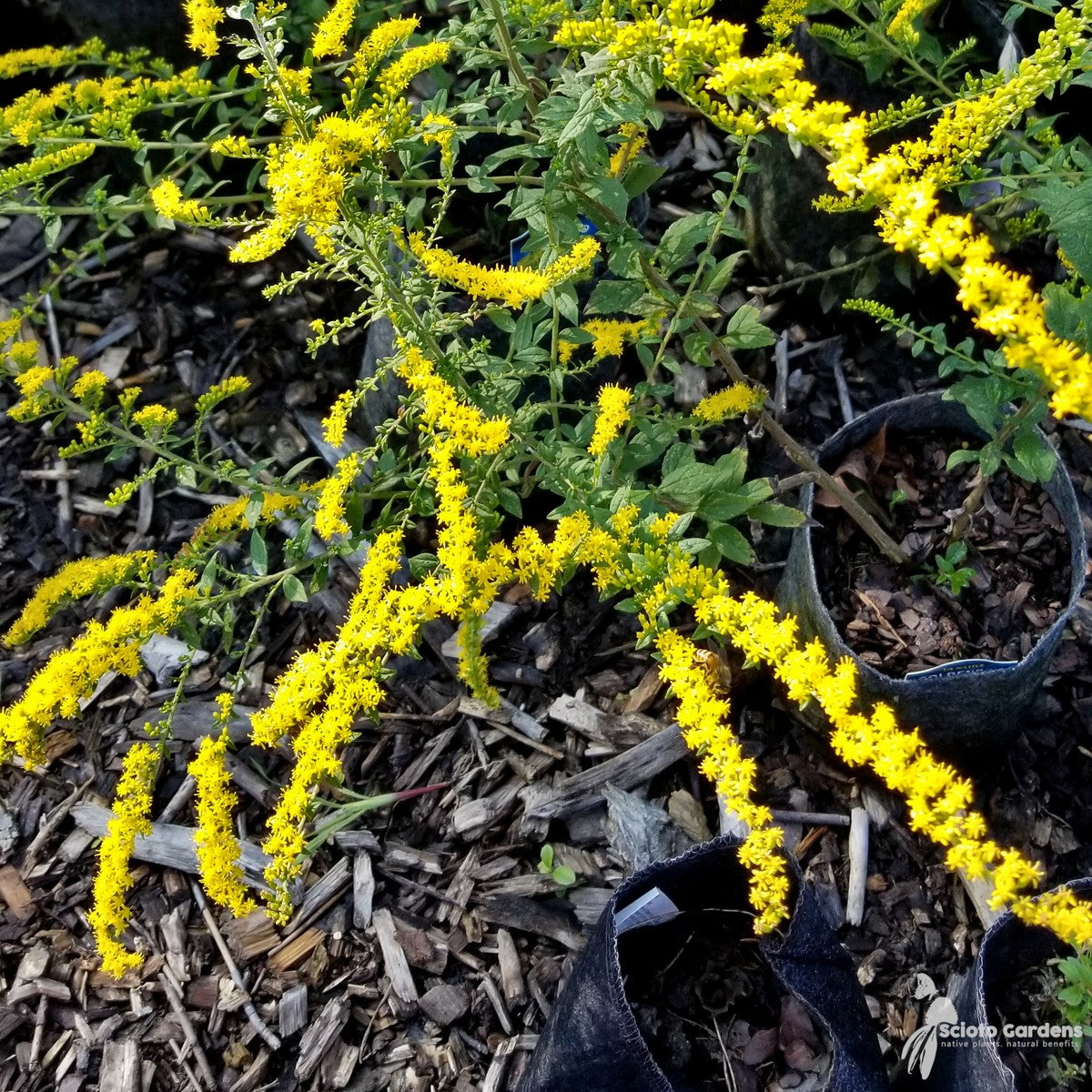Solidago rugosa 'Fireworks' ('Fireworks' Rough-stemmed Goldenrod) - 2 gal