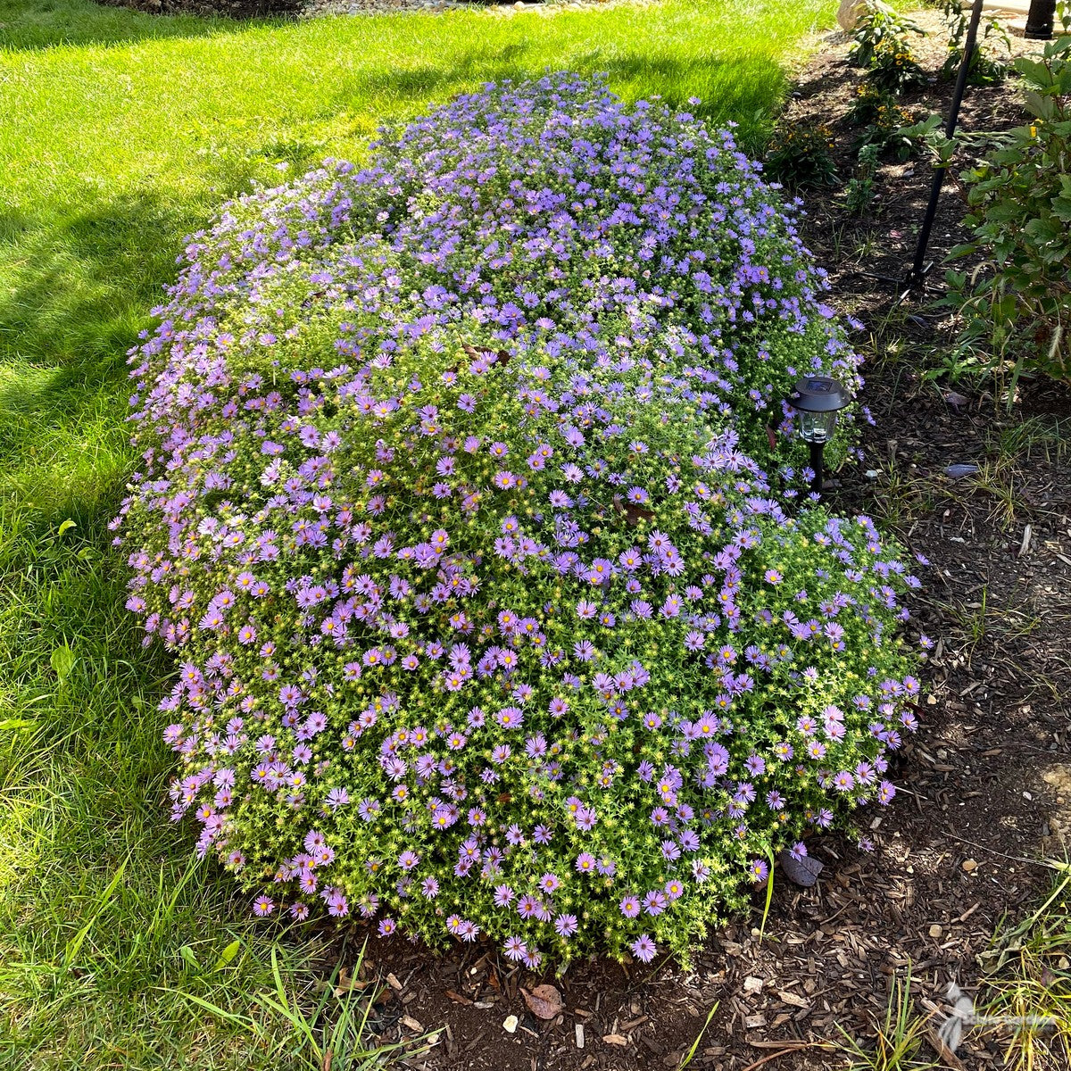 Aster [Symphyotrichum] obl. 'October Skies' ('October Skies' Aromatic Aster) - 1 gal