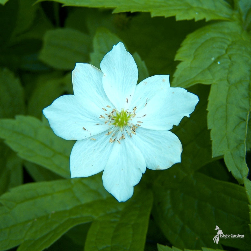 Anemone canadensis (Meadow Anemone) - 1 gal