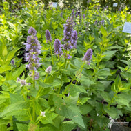 Agastache 'Blue Fortune' (Blue Fortune Anise Hyssop) - 1 gal