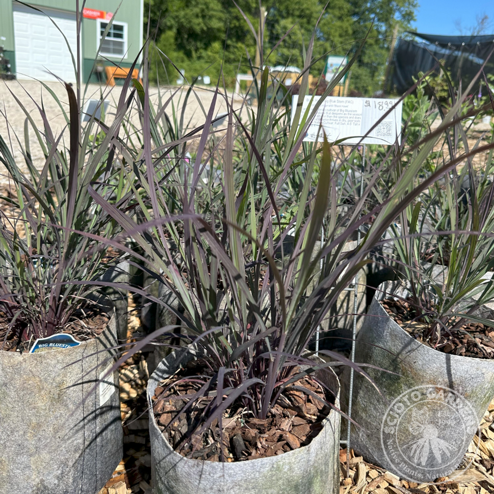 Andropogon gerardii 'Blackhawks' PP27949 ('Blackhawks' Big Bluestem) - 2 gal