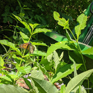Asclepias exaltata (Poke Milkweed) - 1 gal