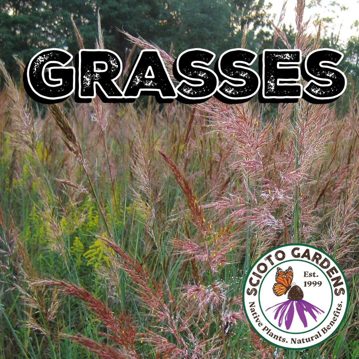 Carex woodii (Pretty Sedge) - 1 gal