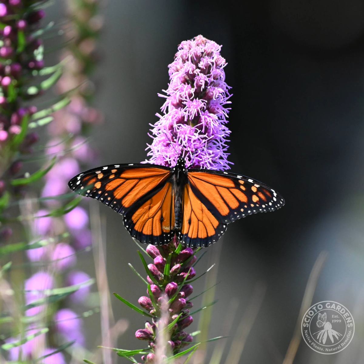 Liatris spicata (Dense Blazing Star) - QT