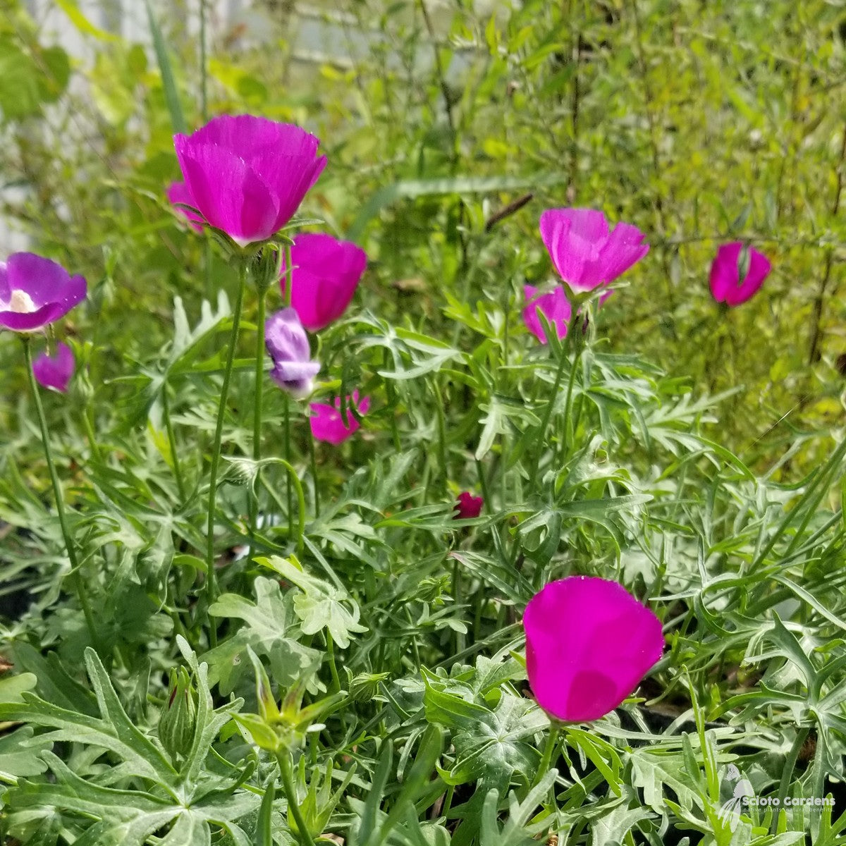 Callirhoe involucrata (Wine Cups) - 1 gal