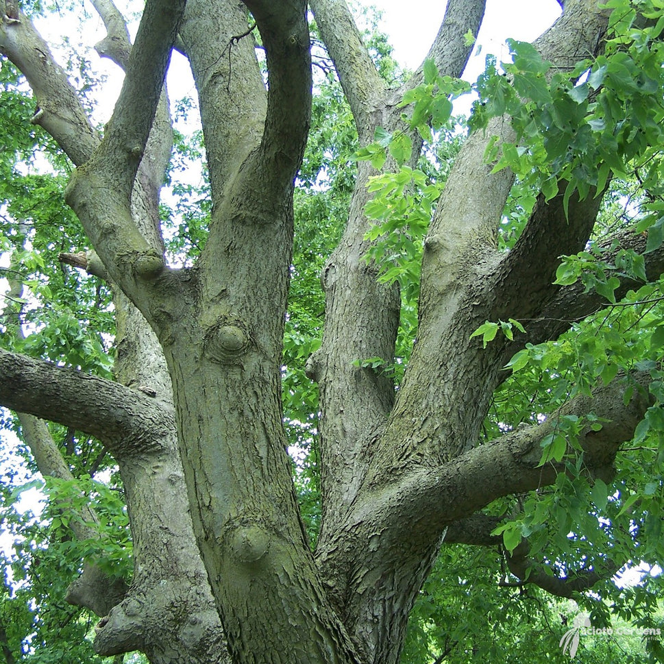 Celtis occidentalis (Common Hackberry) - QT