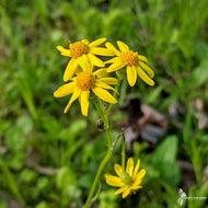 Packera [Senecio] aurea (Heart-leaved Groundsel, Golden Ragwort) - 1 gal