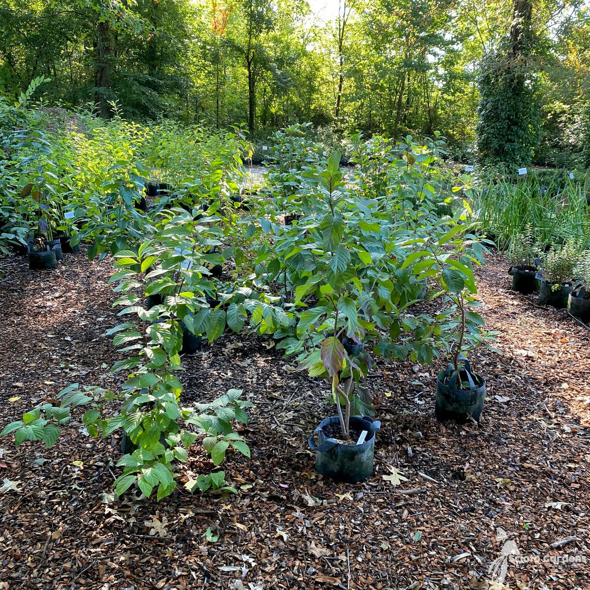 Cephalanthus occidentalis (Buttonbush) - 3 gal