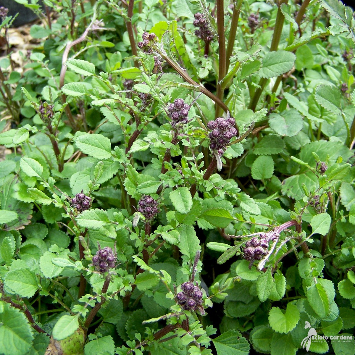 Packera [Senecio] aurea (Heart-leaved Groundsel, Golden Ragwort) - 1 gal