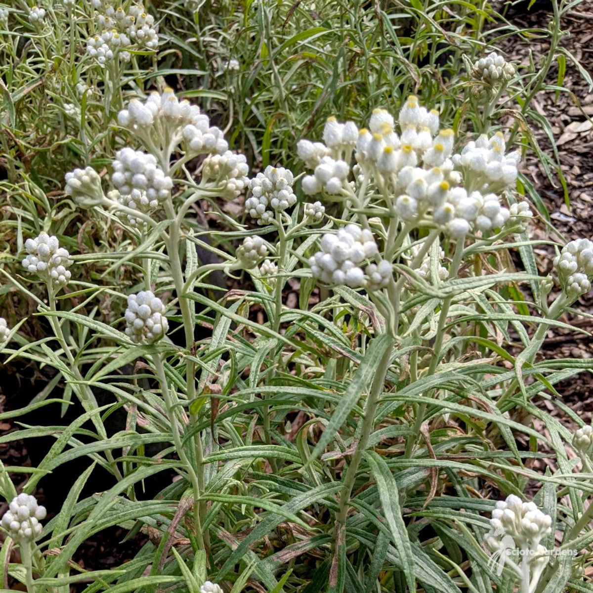 Anaphalis margaritacea (Pearly Everlasting) - 1 gal