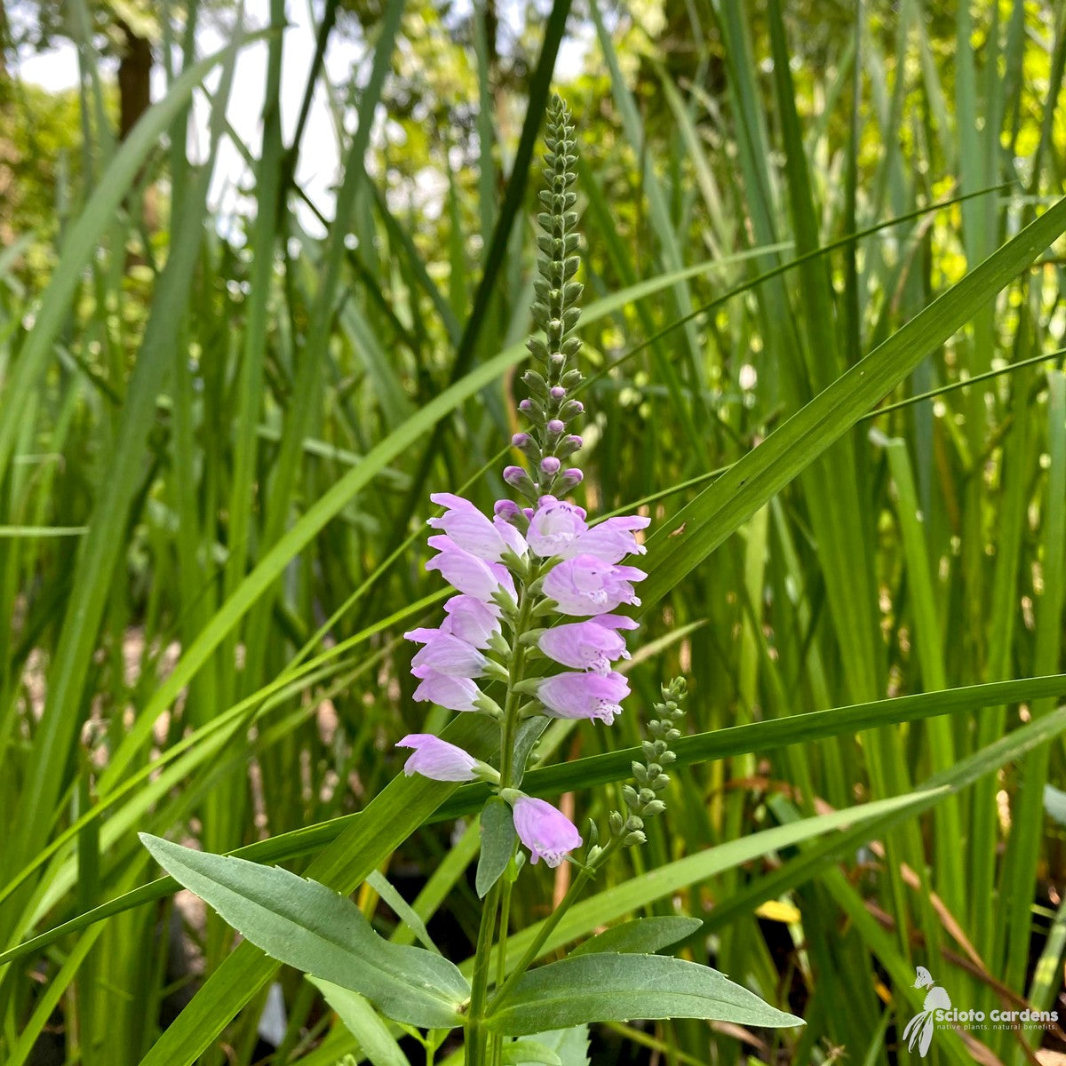 Physostegia virginiana (Obedient Plant) - 1 gal