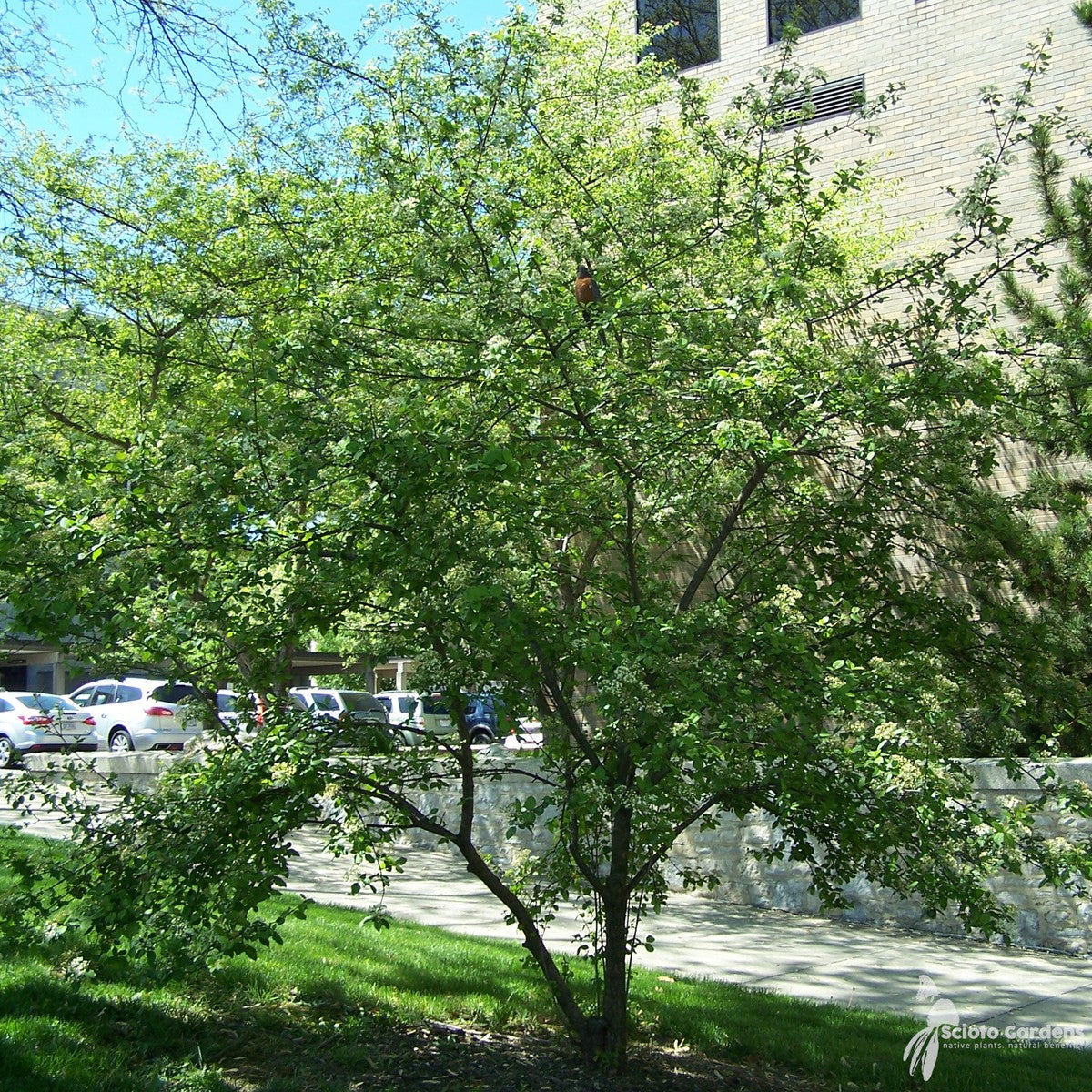 Viburnum prunifolium (Blackhaw Viburnum) - 3 gal