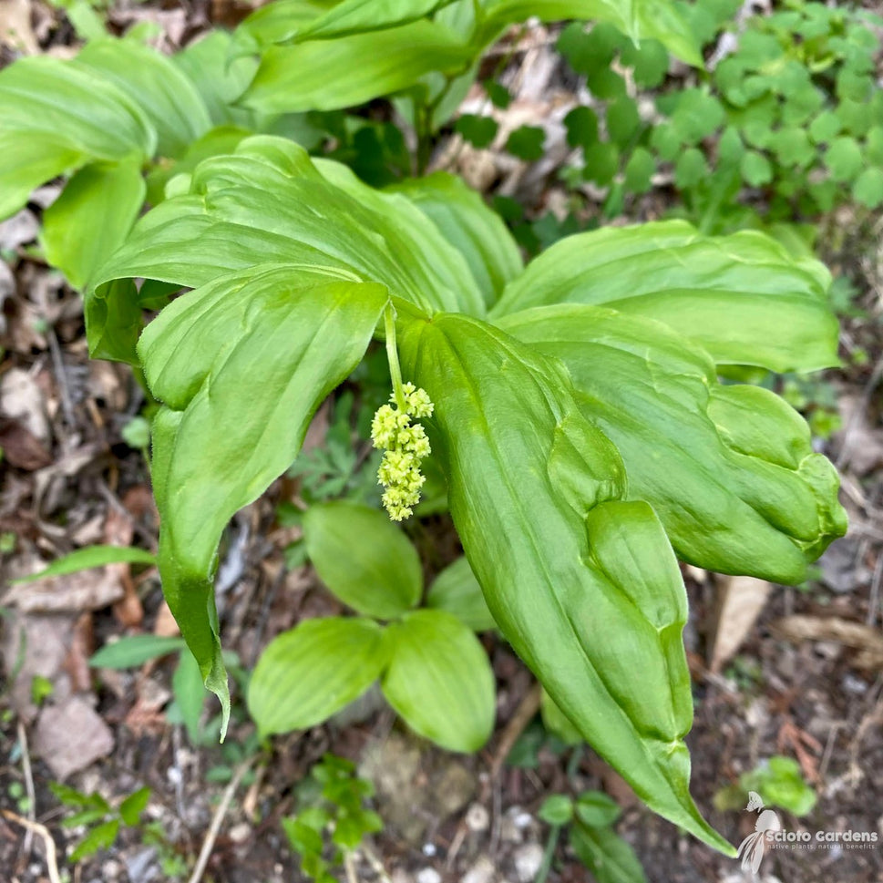 Smilacina [Maianthemum] racemosa (False Solomon's Seal) - 1 gal