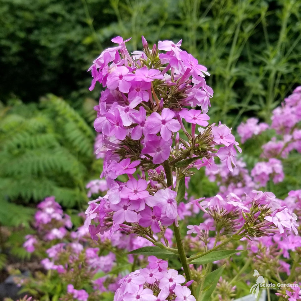 Phlox paniculata 'Jeana' ('Jeana' Tall Garden Phlox) - 1 gal