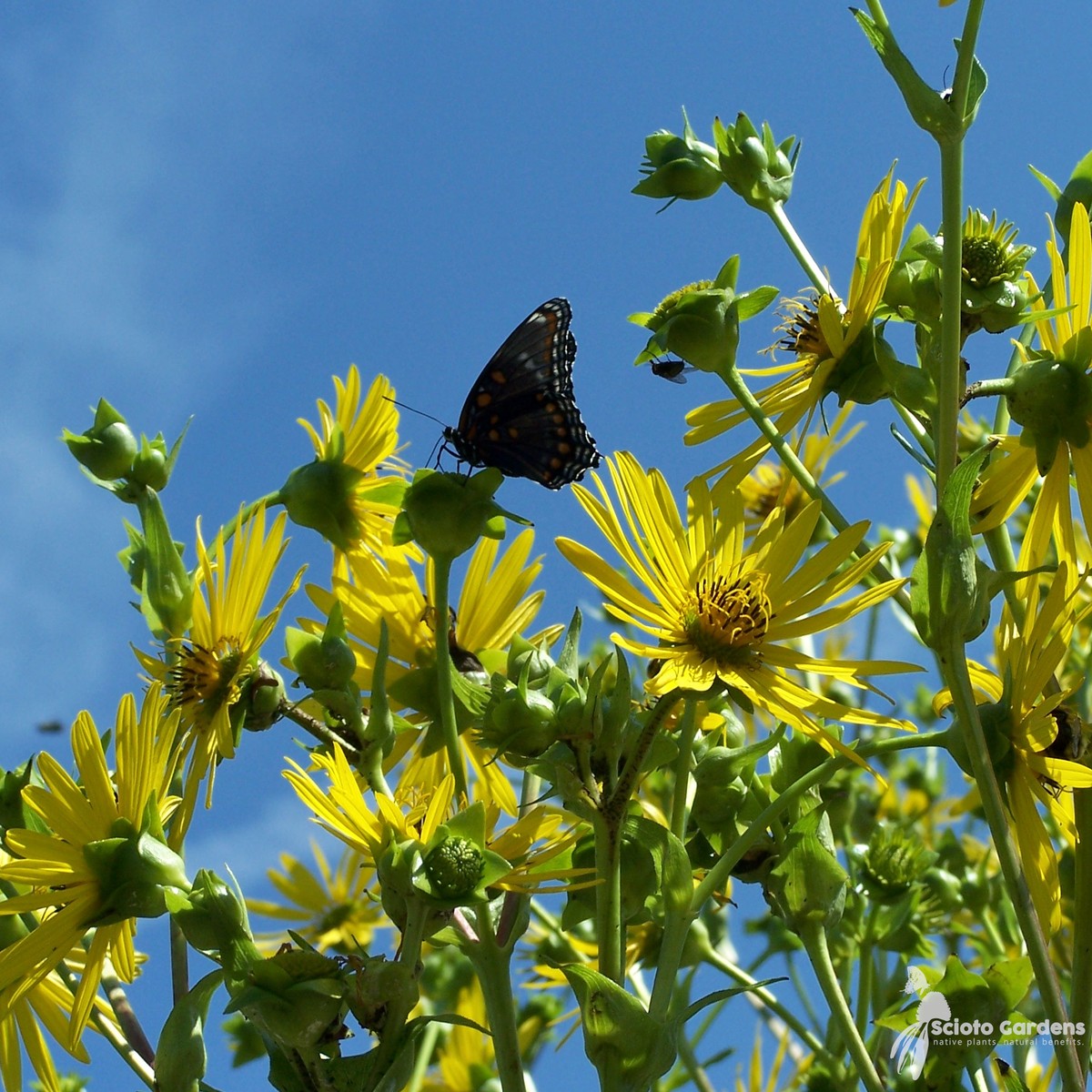 Silphium perfoliatum (Cup Plant) - 2 gal