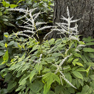 Aruncus dioicus (Goat's Beard) - 1 gal