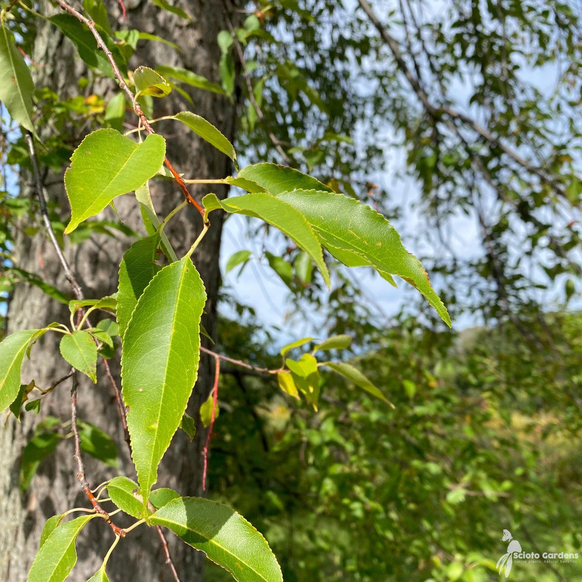 Prunus serotina (Wild Black Cherry) - QT